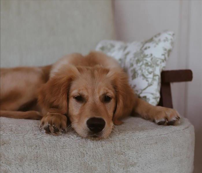 golden dog laying on gray chair