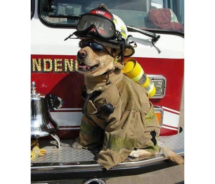 Tan dog on fire truck with fire suit and glasses 