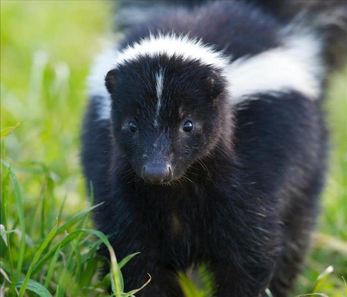 skunk walking on grass